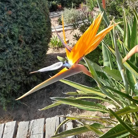 Paradise Piga Tatil Evi Costa Paradiso